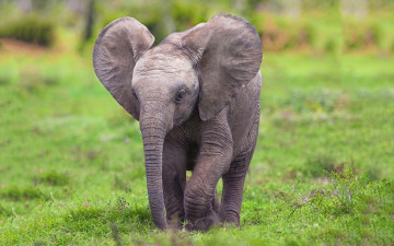 Картинка животные слоны слонёнок слон травка малыш