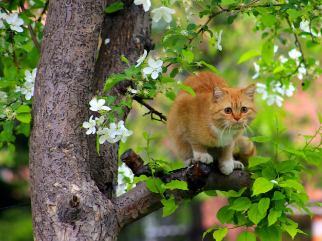 Обои картинки фото животные, коты, кот, кошка, рыжая, дерево, на, дереве, цветение, весна, прилетели