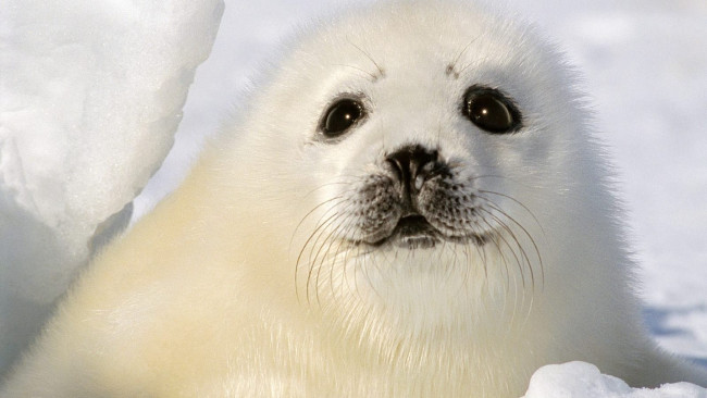 Обои картинки фото животные, тюлени,  морские львы,  морские котики, белек, детеныш, лед, снег, взгляд