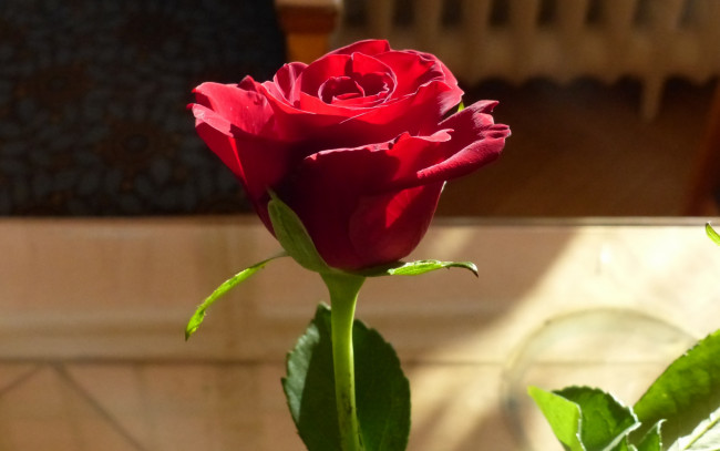 Обои картинки фото цветы, розы, одиночка
