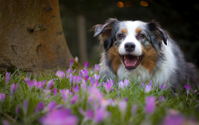 Обои картинки фото животные, собаки, австралийская, овчарка, аусси, собака, радость, настроение, крокусы, цветы, весна