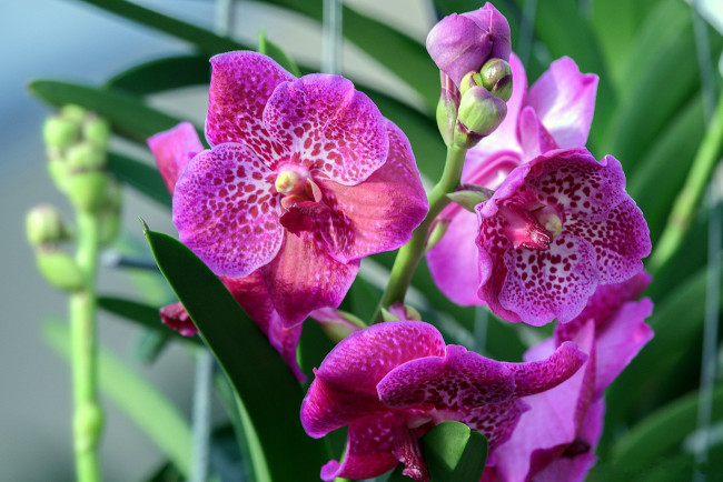 Обои картинки фото цветы, орхидеи, пятнистые