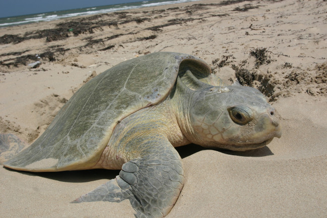 Обои картинки фото животные, Черепахи, морская, черепаха, песок, рептилия, берег, море, океан