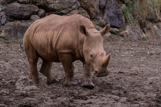 Обои картинки фото животные, носороги, носорог