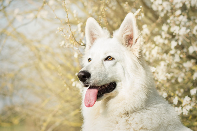 Обои картинки фото животные, собаки, собака, белая, овчарка, язык, морда, швейцарская
