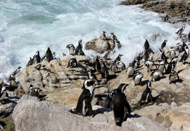 Обои картинки фото животные, пингвины, волны, скалы