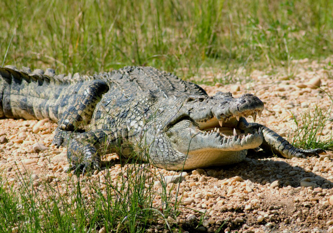 Обои картинки фото животные, крокодилы, крокодил, нильский, хищник, охота