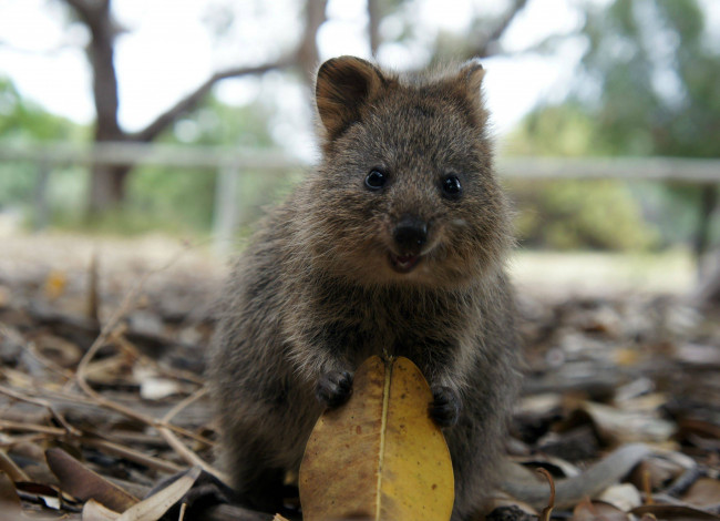 Обои картинки фото квокка, животные, кенгуру, quokka, млекопитающее