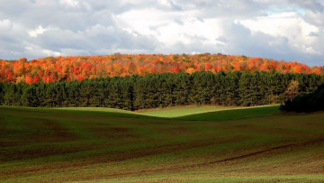 Картинка природа поля лес осень