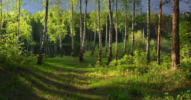 Обои картинки фото природа, лес, irina, shapronova, свет, трава, озеро, березовый
