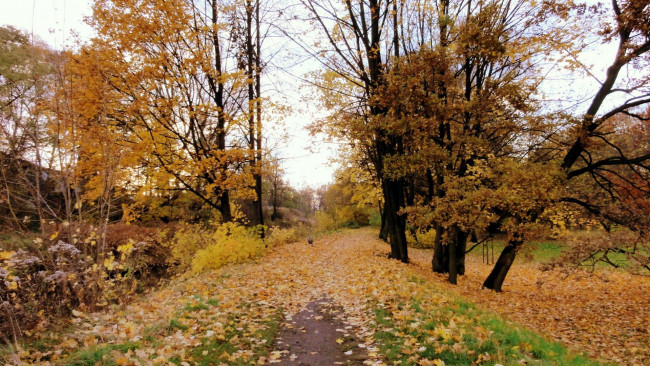 Обои картинки фото природа, парк, осень, листья, листопад