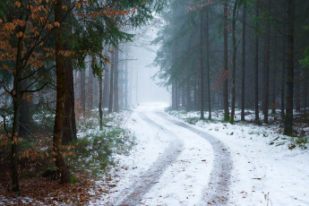 обоя природа, дороги, туман, деревья, снег, лес, дорога, зима