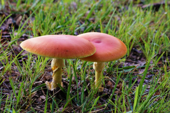 Картинка природа грибы дуэт