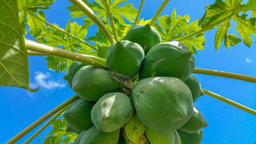 Картинка природа плоды папайя