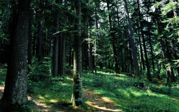 Картинка природа лес зелень лето сосны