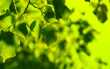 Картинка природа листья зелень