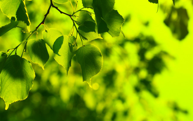 Обои картинки фото природа, листья, зелень