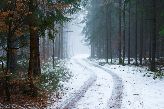 Обои картинки фото природа, дороги, туман, деревья, снег, лес, дорога, зима