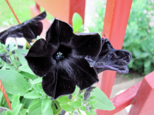 Картинка цветы петунии +калибрахоа черная петуния макро