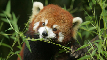 Картинка животные панды малая красная панда голова ветки