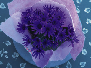 Картинка цветы цинерария