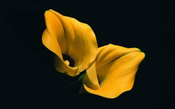 Картинка цветы каллы