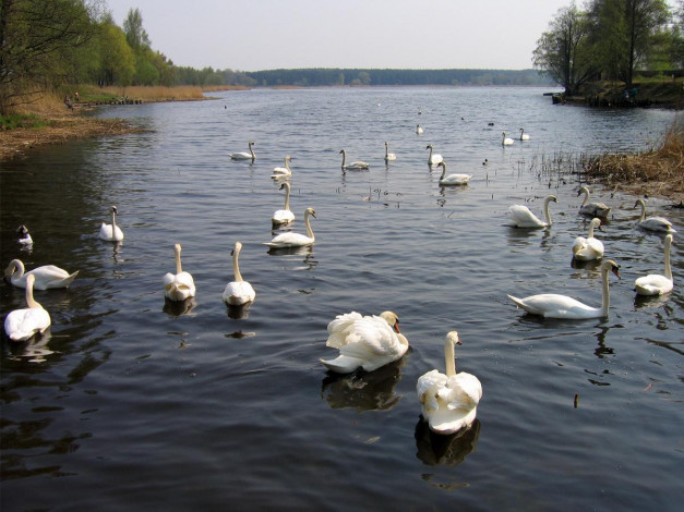 Обои картинки фото озеро, югла, животные, лебеди