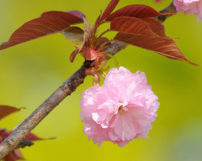обоя цветы, сакура, вишня