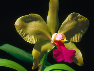 Картинка орхидея цветы орхидеи