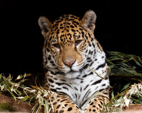 Картинка животные Ягуары ягуар морда смотрит