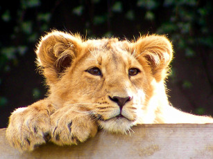 Картинка животные львы львёнок лев красивый