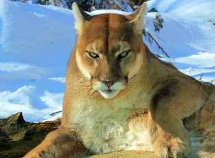 Картинка животные пумы горный лев пума кугуар взгляд снег лежит