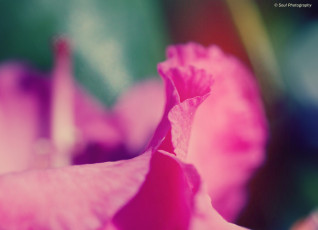 Картинка цветы рододендроны азалии лепестки макро