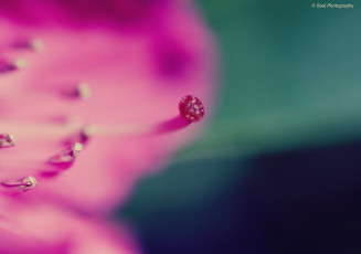 Картинка цветы рододендроны азалии макро лепестки тычинки
