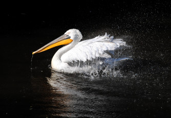 Картинка животные пеликаны брызги вода