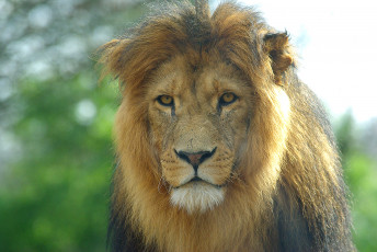 Картинка животные львы лев морда грива