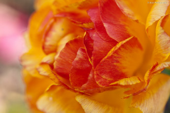 Картинка цветы ранункулюс азиатский лютик макро лепестки