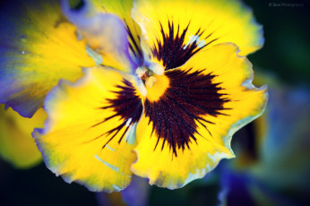 Картинка цветы анютины глазки садовые фиалки макро лепестки