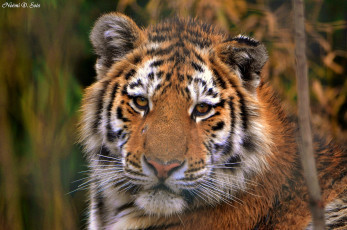 Картинка животные тигры существа монстры девушки paul davey морда взгляд тигр