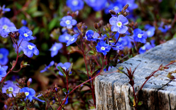 Картинка цветы немофилы вероники синие цветочки