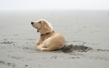 Картинка животные собаки песок собака