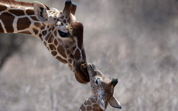 Картинка животные жирафы жираф