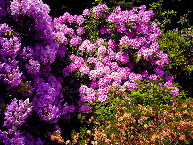 Обои картинки фото цветы, рододендроны, азалии, азалия