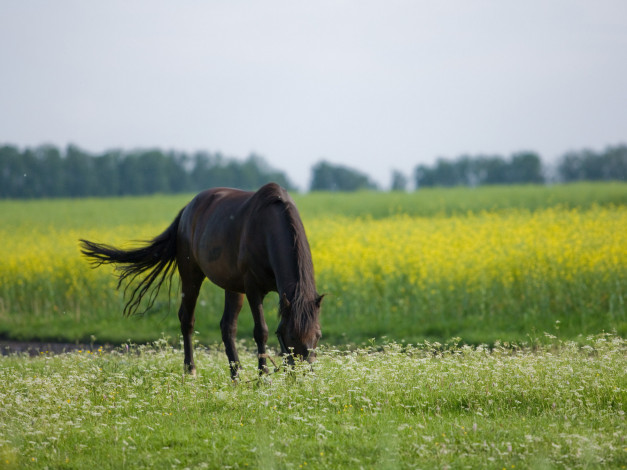 Обои картинки фото животные, лошади, цветы, поле
