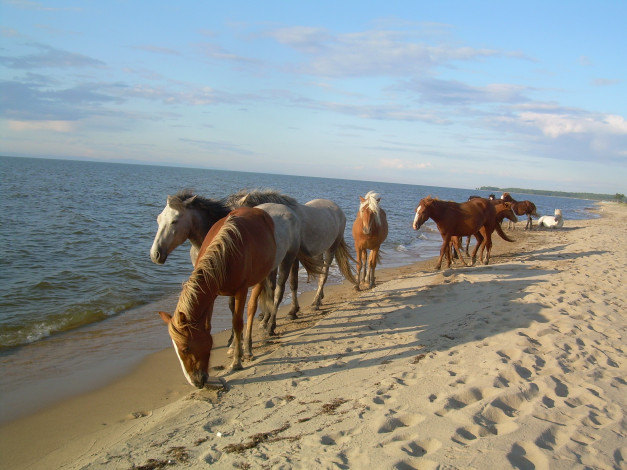 Обои картинки фото животные, лошади, табун, песок, море