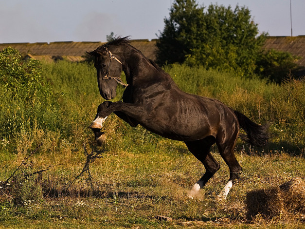 Обои картинки фото животные, лошади, трава, конь