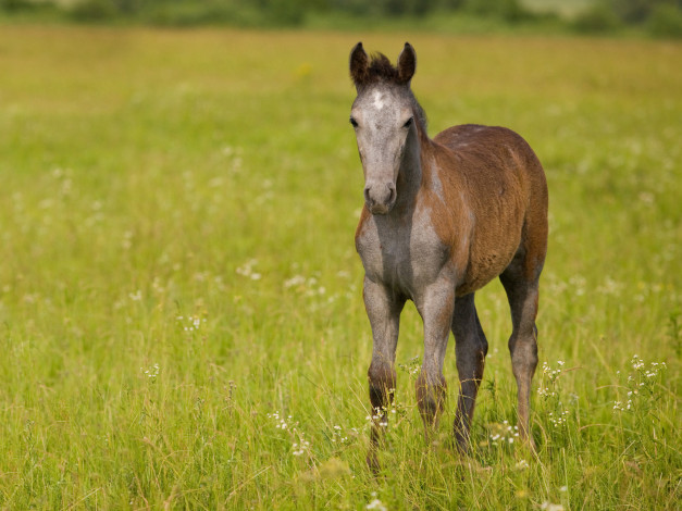 Обои картинки фото животные, лошади, трава, жеребёнок