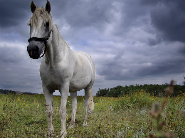 Обои картинки фото животные, лошади, трава, небо