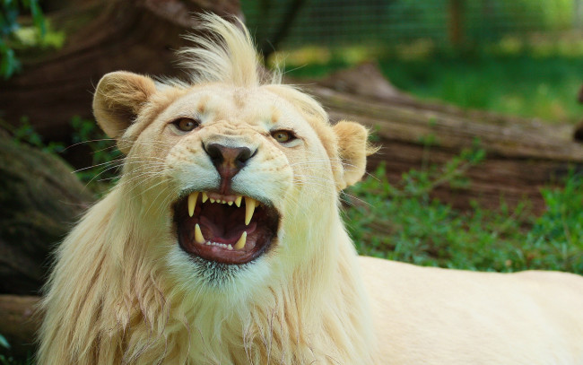 Обои картинки фото животные, львы, угроза, лев, оскал, белый, лежит, морда