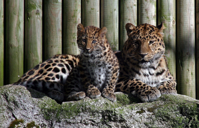 Обои картинки фото животные, леопарды, отдых, котёнок, мама, леопард